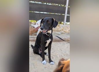 Zauberhafte Sophie wartet in Portugal auf unserem Tierschutzhof!