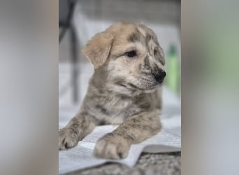 Welpenrüde Dooley sucht sein neues Zuhause