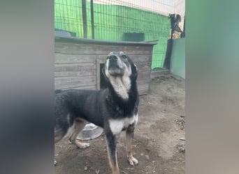 ⭐️ONYA⭐️, Hündin, fast 3 Jahre, 40 cm, Mischling, Tierschutz