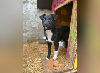 SCHNUCKI, lebensfrohe kleine Entdeckerin, Hündin, 6 Monate, 36 cm, Mischling, Tierschutz