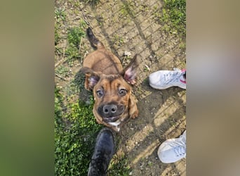 Gazsi sucht seine Menschen