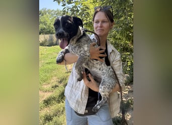 Rocky sucht sein Für Immer Zuhause