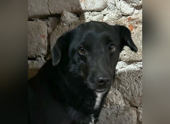 ⭐️RANA⭐️, vorsichtige Hündin, 4,5 Jahre, 38 cm, Mischling, Tierschutz Rumänien