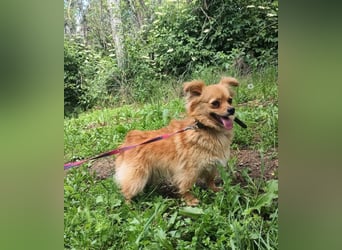Luna Tierschutzhund sucht ein Zuhause