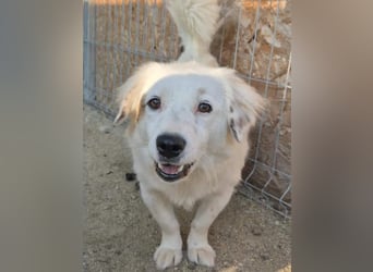 FINJA, sensible Hündin, 1,5 Jahre, 34 cm, Mischling, Tierschutz