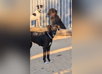 Zauberhafte Sophie wartet in Portugal auf unserem Tierschutzhof!