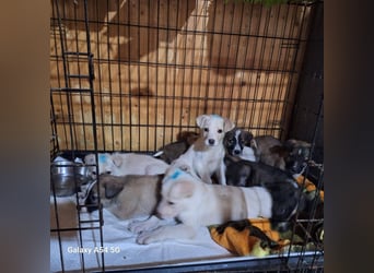 Welpenrüde 273746 sucht seine Menschen