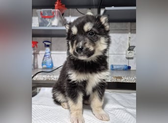 Welpenhündin Freggle schleicht sich in DEIN Herz