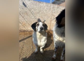 ⭐️BROOKE⭐️, Hündin, 1,5 Jahre, 32 cm, Mischling, Tierschutz