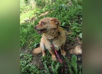 Lina Tierschutzhund sucht ein Zuhause