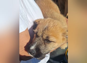 ⭐️JILL⭐️, lustiges Welpenmädchen, 3 Monate, 25 cm, Mischling, Tierschutz