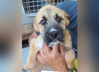 ⭐️JILL⭐️, lustiges Welpenmädchen, 3 Monate, 25 cm, Mischling, Tierschutz