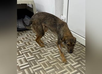 ⭐️ Alexa⭐️, liebevolles Hundekind, 10 Monate, 36 cm, Mischling, Tierschutz