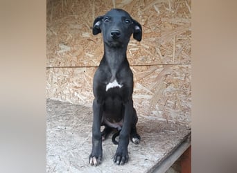 Suki Tierschutzhund sucht  ein Zuhause