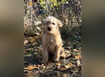 Masni - Zuckersüße Hündin sucht Zuhause