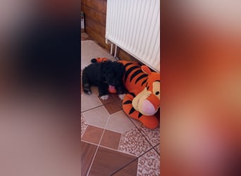 Lucky - kleiner Rüde sucht liebevolles Zuhause
