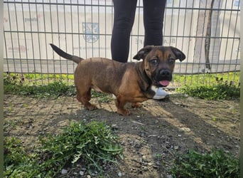 Gazsi sucht seine Menschen