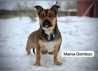 Gazsi sucht seine Menschen