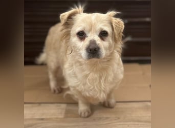 TIC, unkomplizierte Hundemaus, 2 Jahre, 30 cm, Mischling, Tierschutz