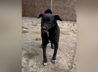 ⭐️RANA⭐️, Hündin, 4,5 Jahre, 38 cm, Mischling, Tierschutz