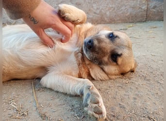 Nofell ⭐️TONI ⭐️, Rüde, 3 Jahre, 29cm, Mischling, Tierschutz Rumänien
