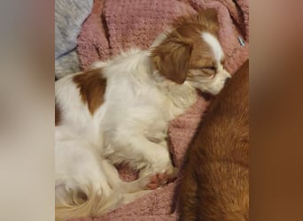 ANA - auf Pflegestelle in 52355 Düren