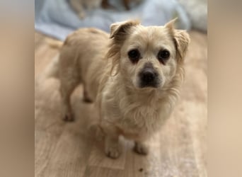 ⭐️TIC⭐️, unkomplizierte Hundemaus, 2 Jahre, 30 cm, Mischling, Tierschutz