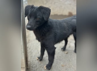⭐️YANO⭐️, bezaubernder Hundejunge, 1 Jahr, 37 cm, Mischling, Tierschutz Rumänien