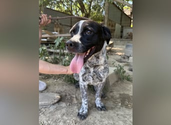 Rocky sucht sein Für Immer Zuhause