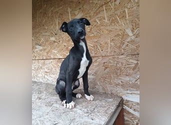 Sonic Tierschutzhund sucht ein Zuhause