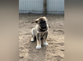 Verliebt auf den ersten Blick? Das ist Nacho !