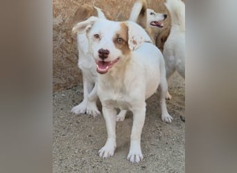 ⭐️FEE⭐️, zartes Hundemädchen, 1 Jahr, 30 cm, Mischling, Tierschutz