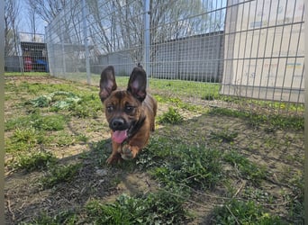 Gazsi sucht seine Menschen