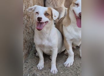 ⭐️FEE⭐️, zartes Hundemädchen, 1 Jahr, 30 cm, Mischling, Tierschutz