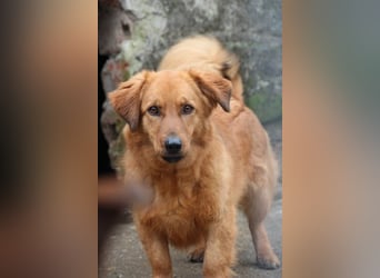 ⭐️Dixy⭐️, hübsches Schleckermaul, Hündin, 3 Jahre, 40 cm, Tierschutz Rumänien