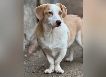 FINN, zurückhaltender Junghund, Rüde, 1,5 Jahre, 34 cm, Mischling, Tierschutz