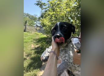 Rocky sucht sein Für Immer Zuhause