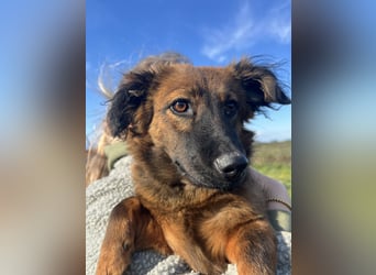 Kleine Maus Luca sucht ihre Herzensmenschen