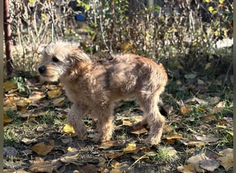 Masni - Zuckersüße Hündin sucht Zuhause
