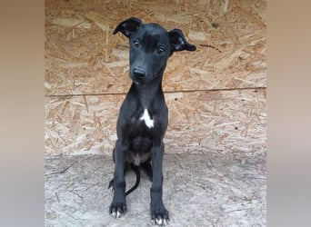 Sancho Tierschutzhund sucht ein Zuhause