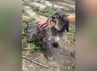 Picúr sucht ein Zuhause voller Liebe