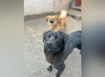 ⭐️YANO⭐️, bezaubernder Hundejunge, 1 Jahr, 37 cm, Mischling, Tierschutz Rumänien