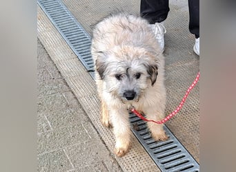 Welpe Florence möchte Rumänien schnell verlassen