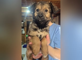 Welpenmädchen 273763 möchte gerne bei DIR einziehen!