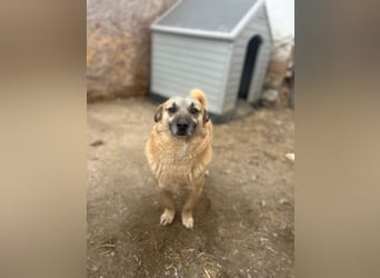 TONI, verschmustes Notfellchen, 3 Jahre, 29 cm, Mischling, Tierschutz Rumänien