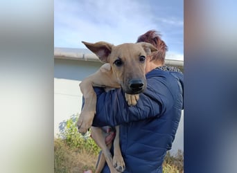 kleine Maus Fura sucht ihr Glück