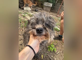 Picúr sucht ein Zuhause voller Liebe