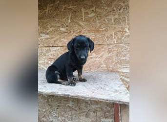 Zoe Tierschutzhund sucht ein Zuhause