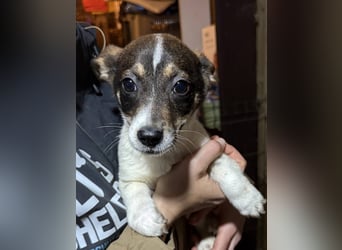 ADDI, sanfter kleiner Rüde, 3 Monate, 26 cm, Mischling, Tierschutz Rumänien