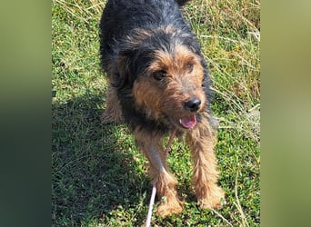Bubu - kleiner Terrier-Mix mit großem Herzen sucht sein Zuhause